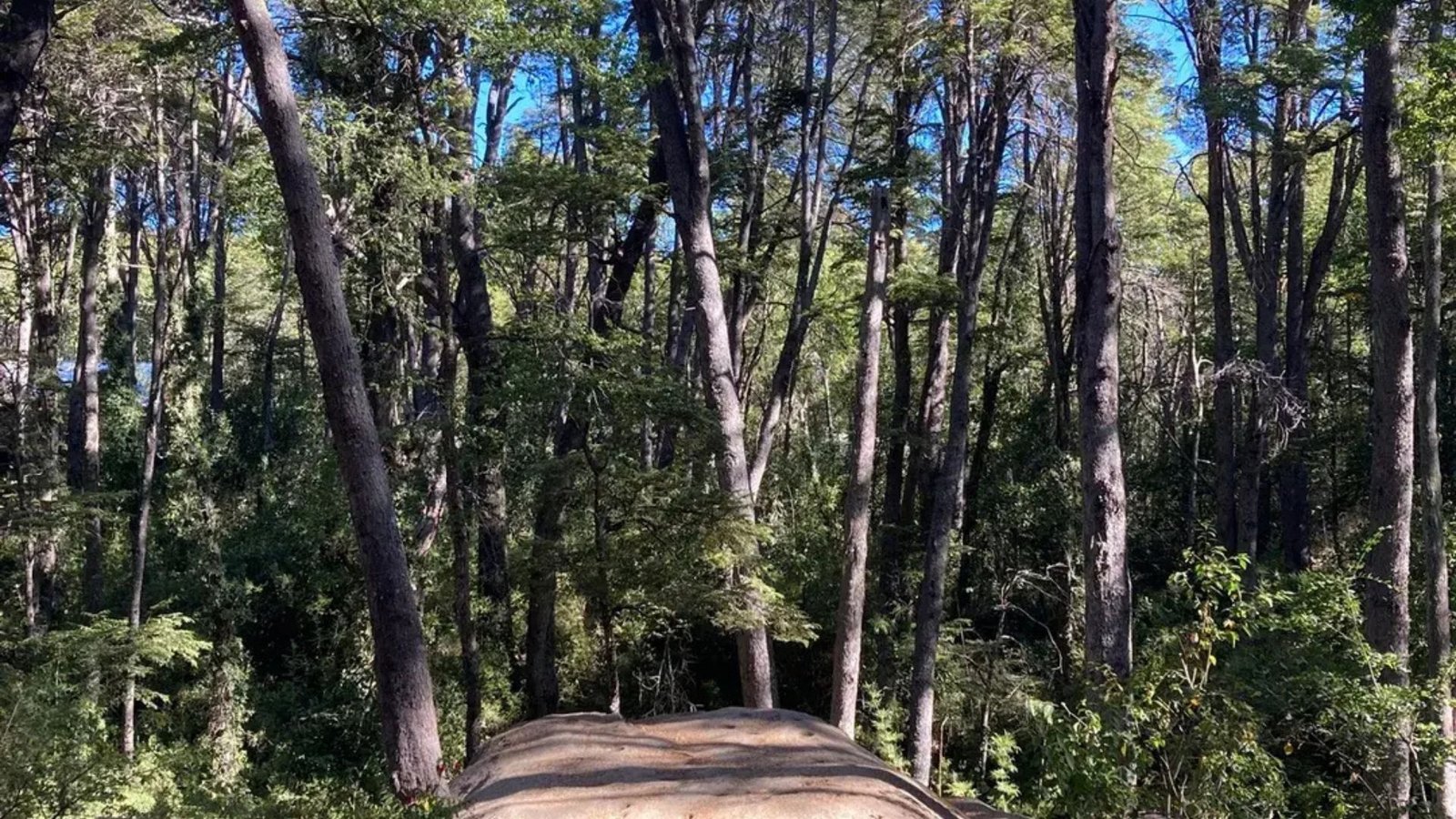 Reserva Taller Vivencial medicina de los elementos - Imagen 5